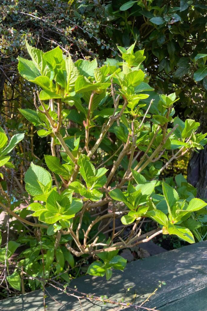 new growth on my hydrangea shrub this spring