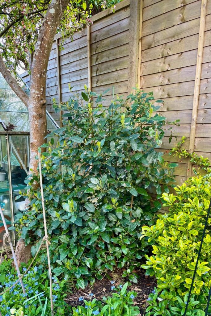 a medium sized viburnum tinue growing happily in a tricky location