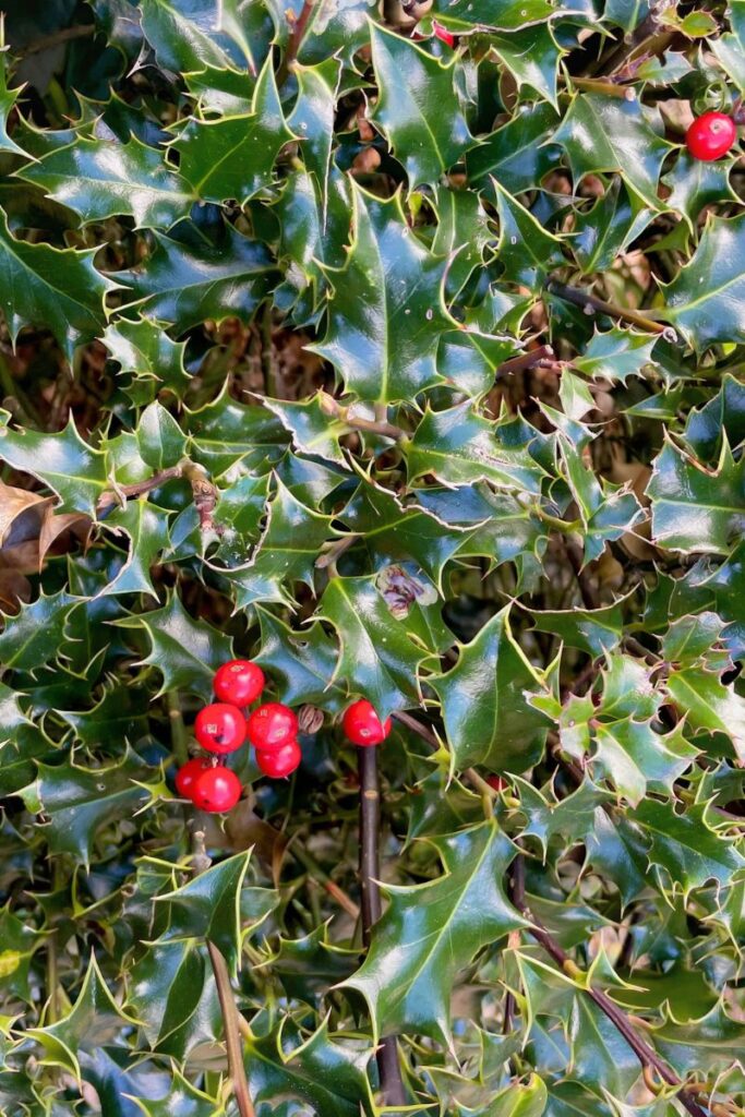 traditional english holly