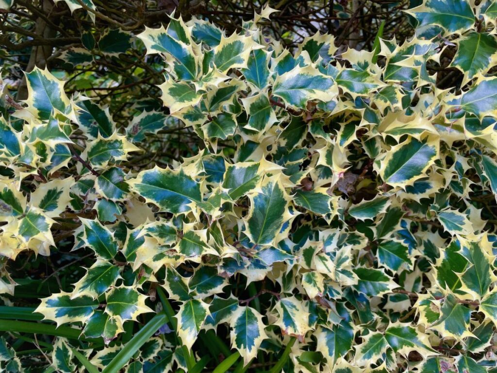 variegated english holly with yellow leaf margins