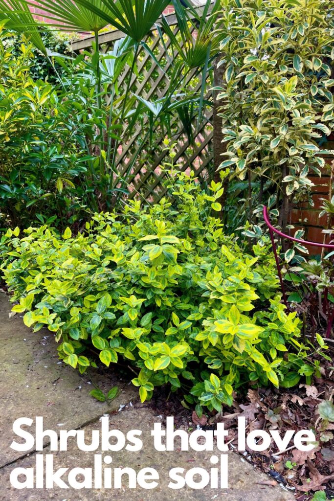 shrubs that love alkaline soil pin