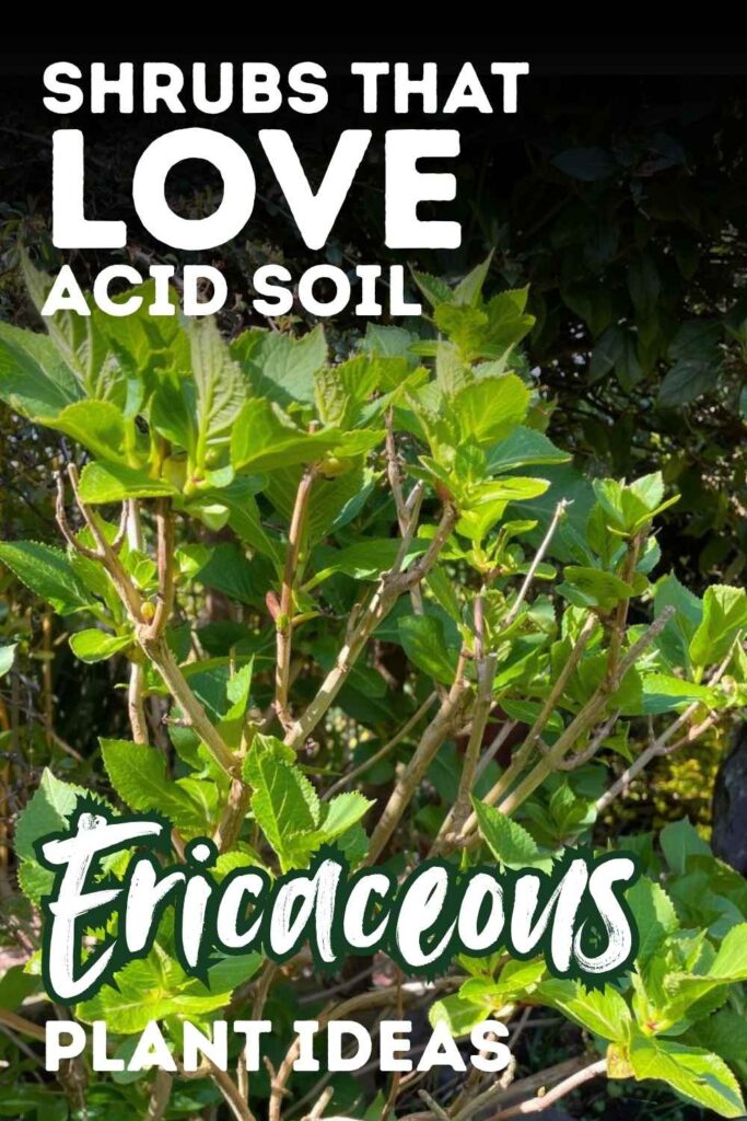 photo of a hydrangea with text overlay that reads: shrubs that love acid soil, ericaceous plant ideas