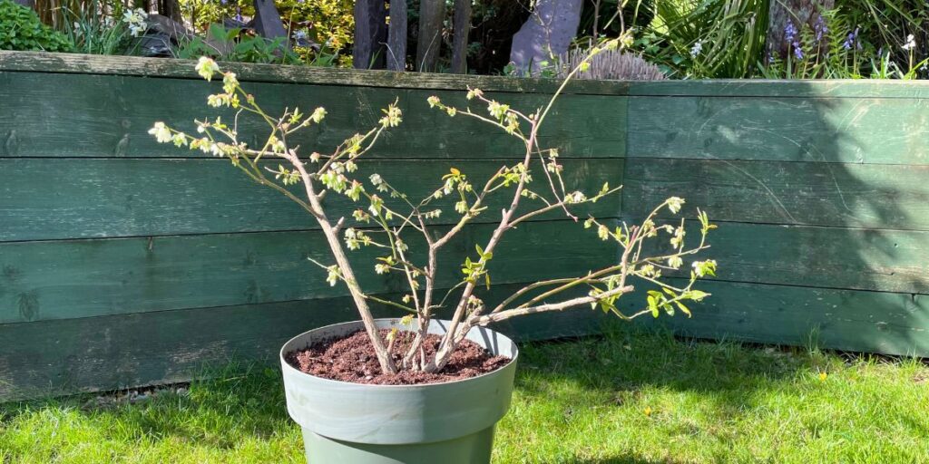 Planting Blueberry Bushes In Pots - Growing Tips And Types To Try