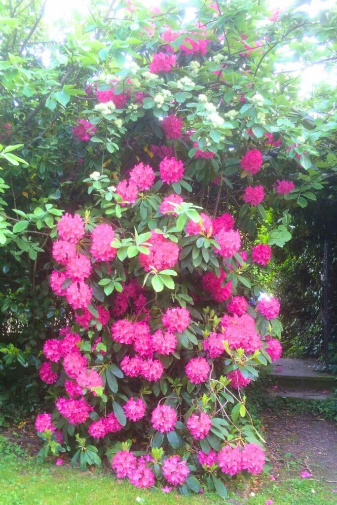 photo of rhodedendron flowers