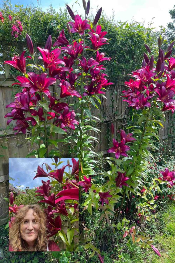 photo of tree lilies with inset photo of author