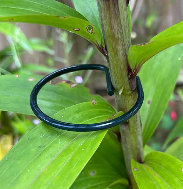 photo of a lily stem in a metal plant support hoop