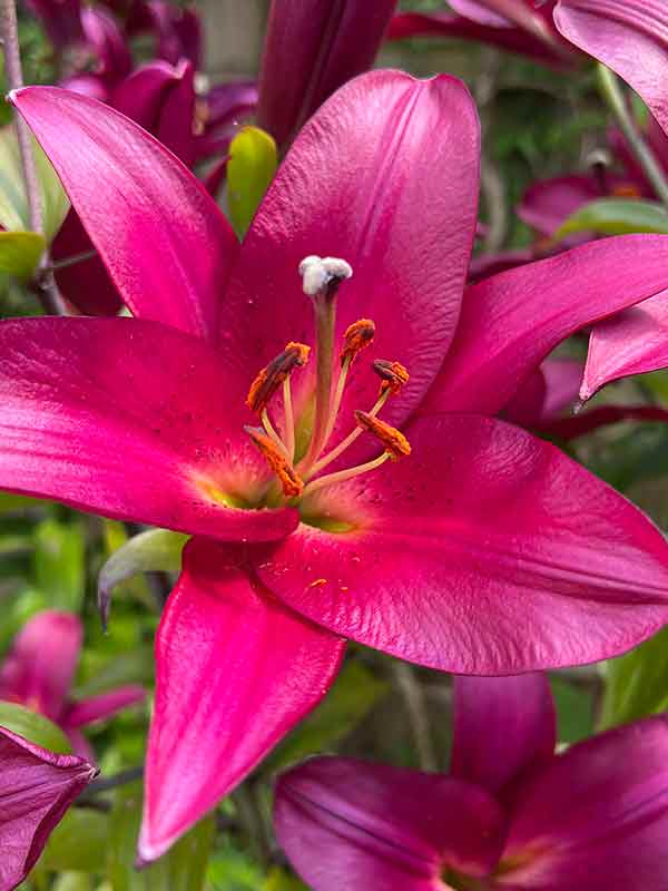 close up photo of beautiful pink oriental lily