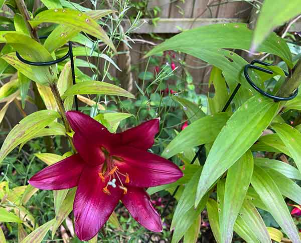 photo of lilies with metal plant supports