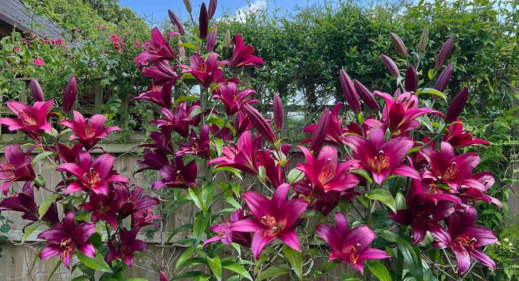 photo of pink oriental lilies up against a wooden fence