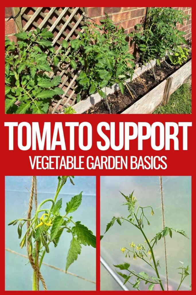 photos of young tomato plants with different support systems