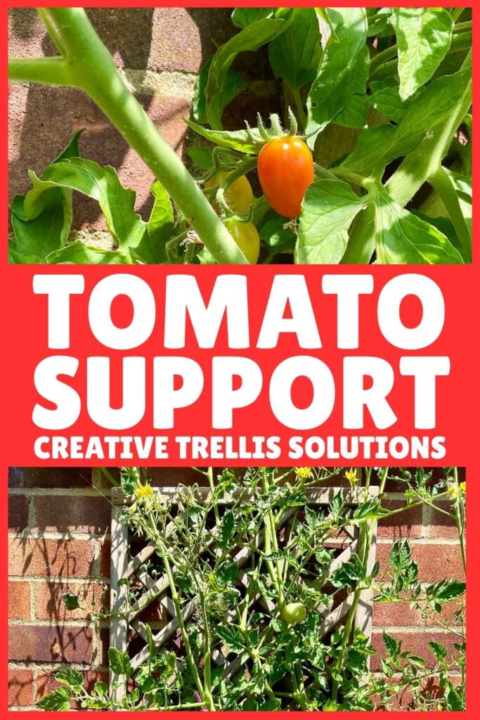 photo of tomato support systems