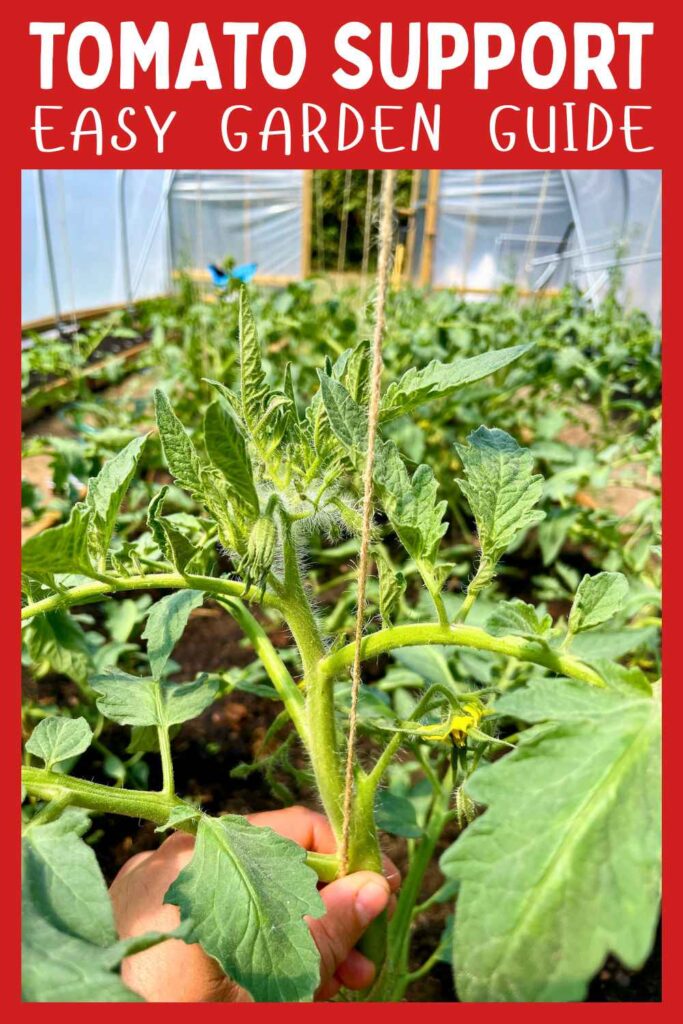 photo of tomatoes with string supports