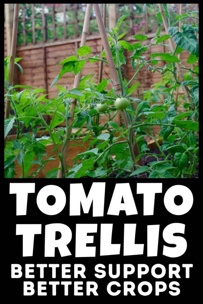 photo of tomatoes supported on a bamboo trellis