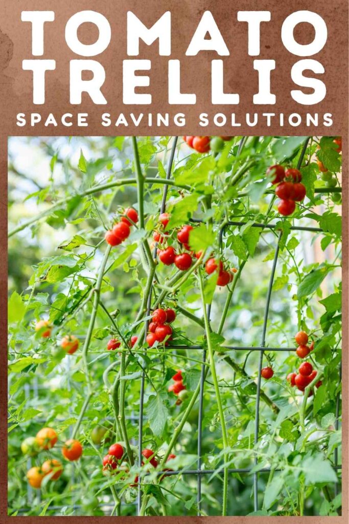 photo of tomato vines growing up a wire trellis