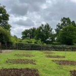 grass field with homemade compost applied in squares