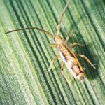 magnified photo of a springtail on a leaf