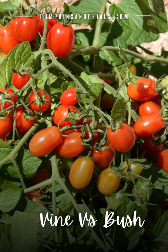 close up photo of tomatoes on the vine