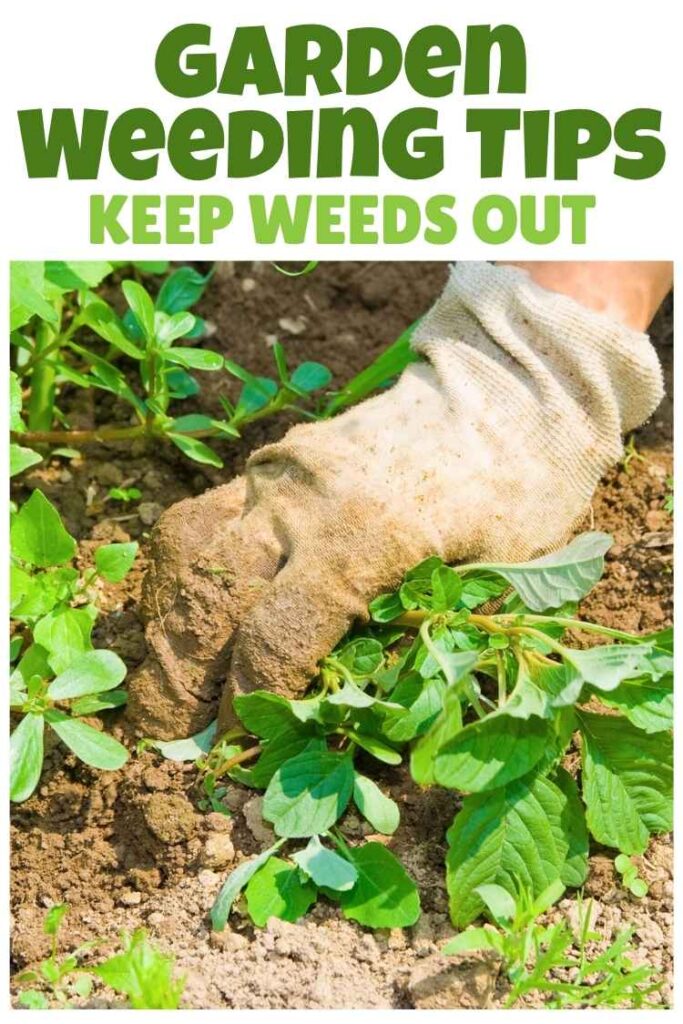 photo of a gloved hand pulling out weeds