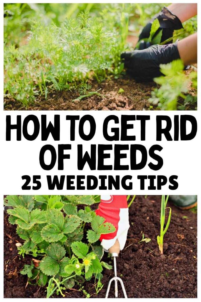 photos of gloved hands weeding