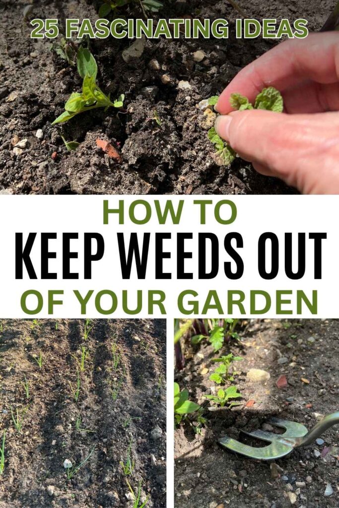 photos of weeding in a vegetable garden