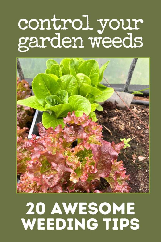 photo of two types of lettuce in a raised bed in a polytunnel