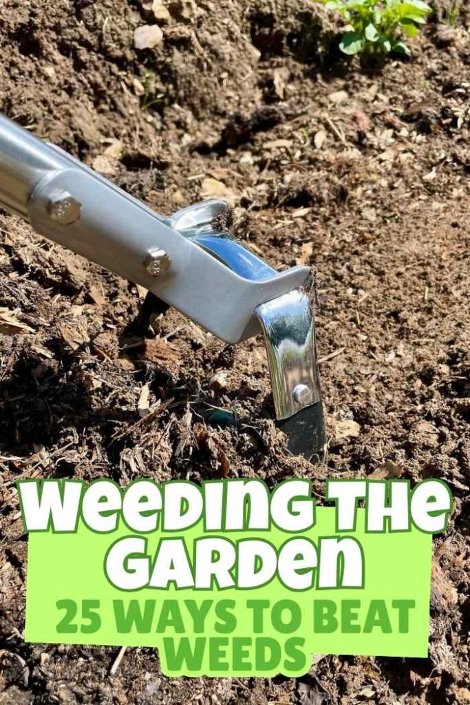 photo of stirrup hoe being used for weeding the garden