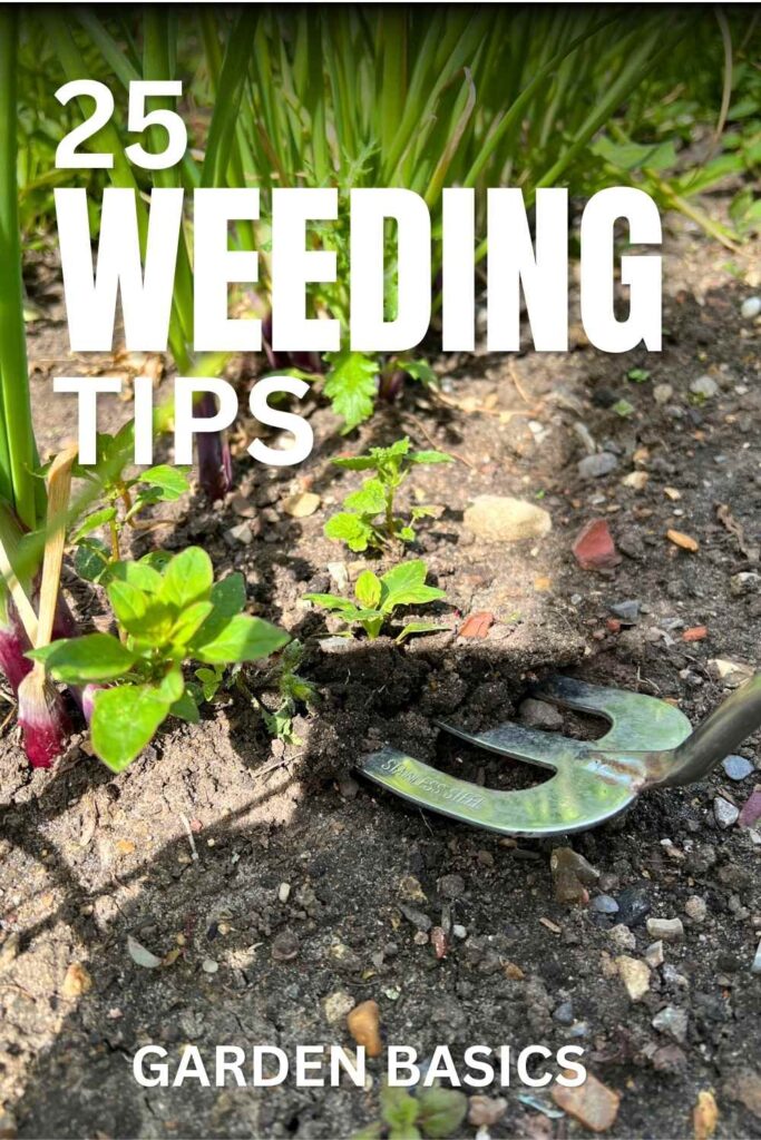 photo of a garden hand fork loosening a weed in a row of onion plants