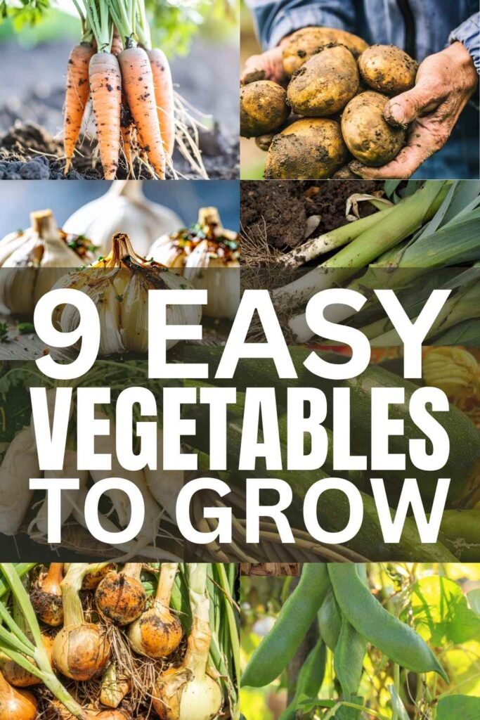 photos of easy vegetables to grow