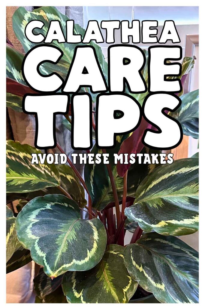 photo of a calathea plant
