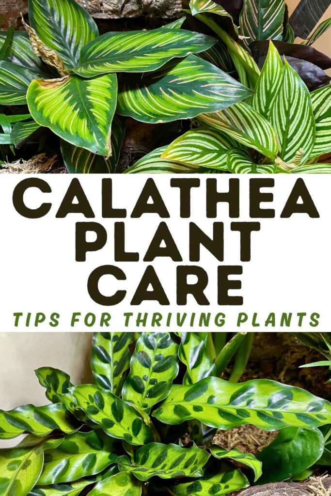 photos of healthy calathea plants
