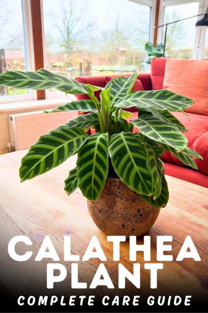 photo of a healthy calathea plant