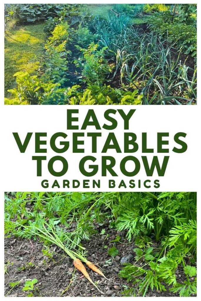 photo of some pulled carrots in a vegetable patch