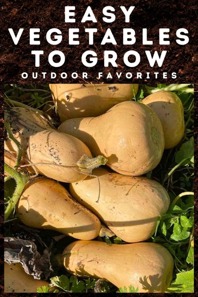 photo of butternut squashes ripening in the sun