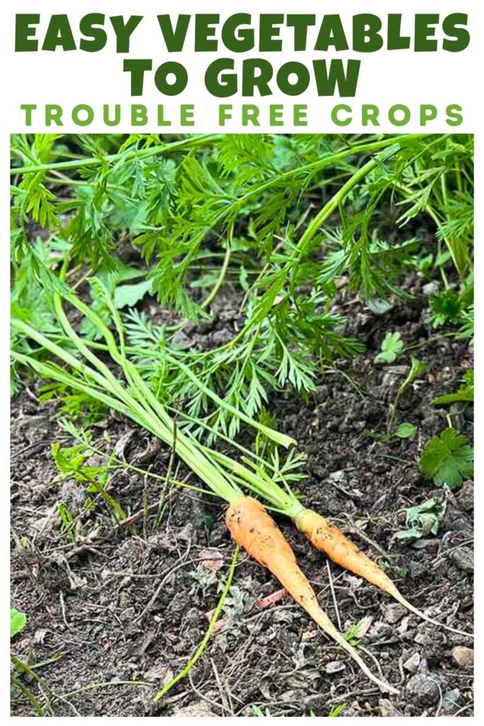 photos of carrots in a veg patch