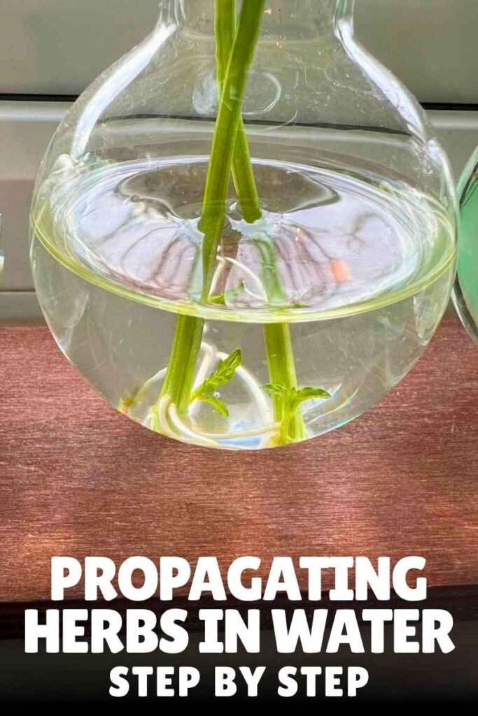 photo of herb roots growing in water