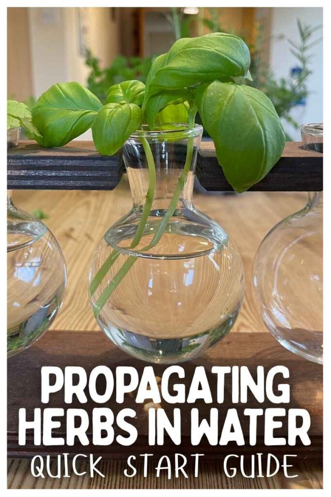 photo of herb cuttings in water