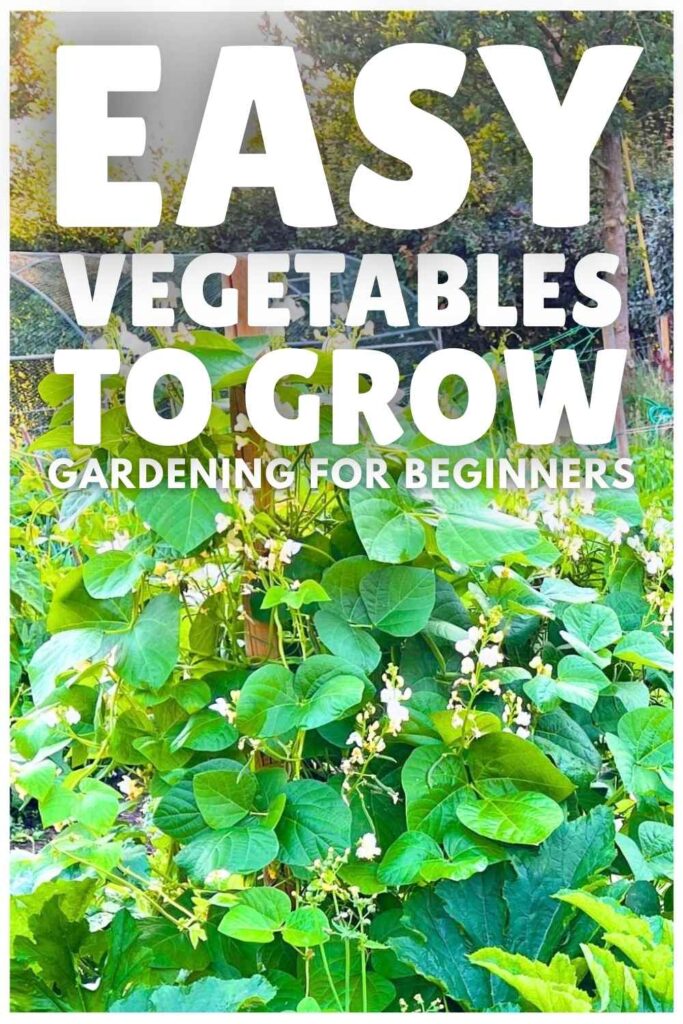 photo of easy vegetables to grow