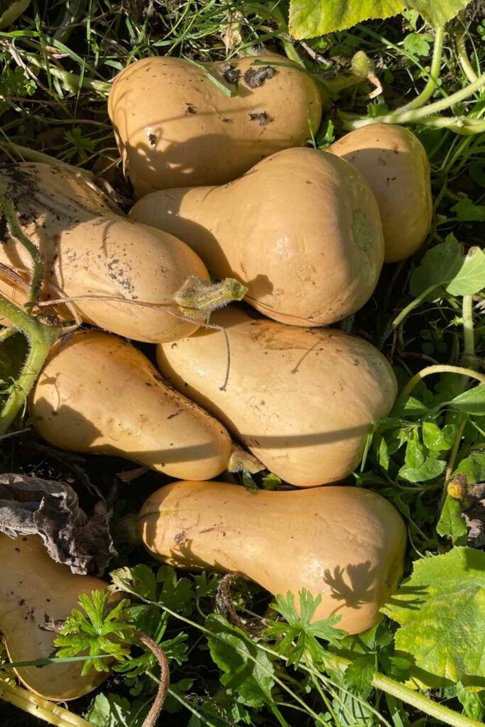 photo of butternut squash in vegetable garden