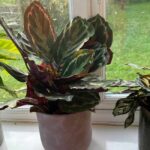 photo of three calatheas in pots