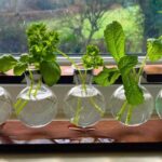 photo of herb cuttings in water in a propagation station