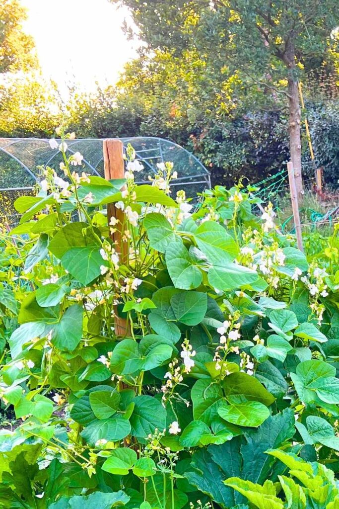 green beans growing in a vegetable patch