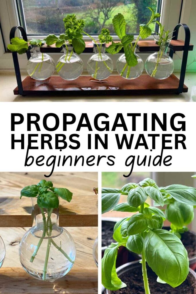 photo of herb cuttings being rooted in water