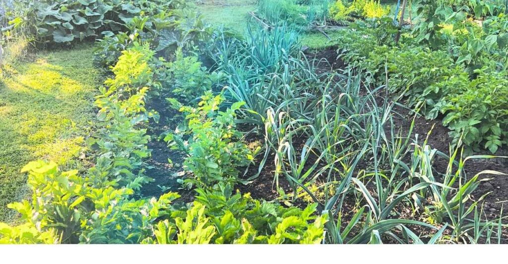 photo of easy vegetables to grow outdoors