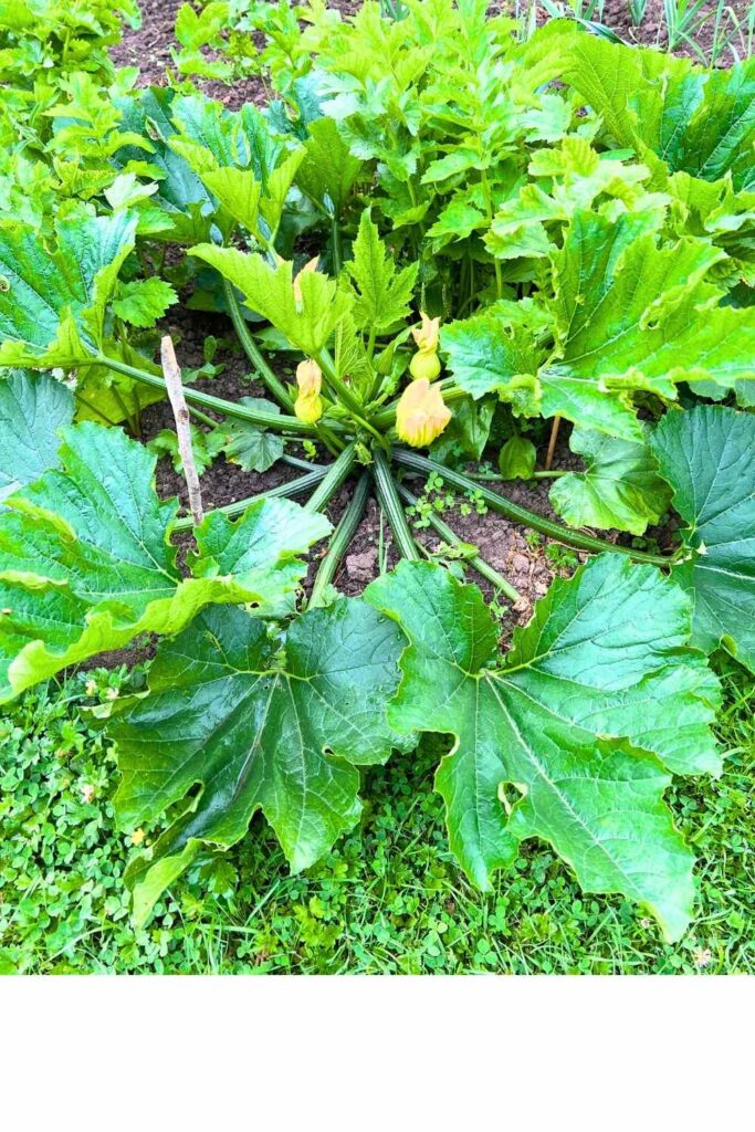 photo of a zucchini plant