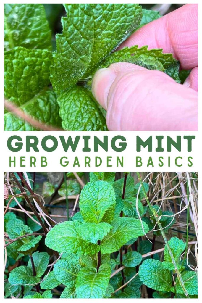 photos of mint growing outdoors