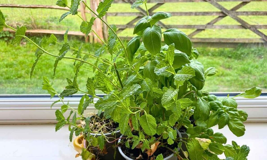 Photo of indoor mint and basil plants sharing a drip tray.