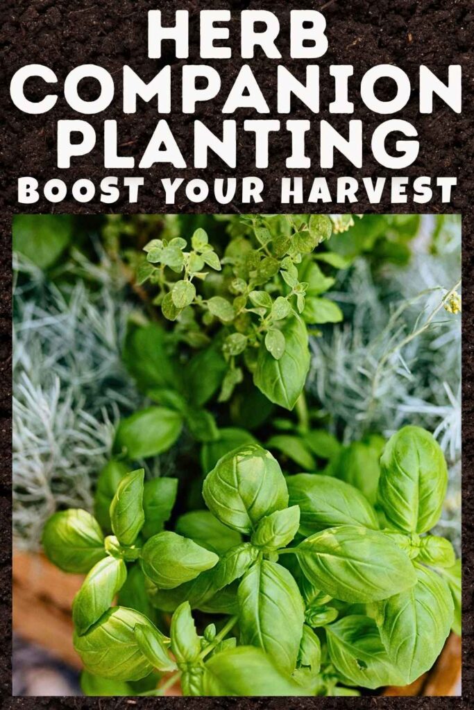 photo of herbs growing together
