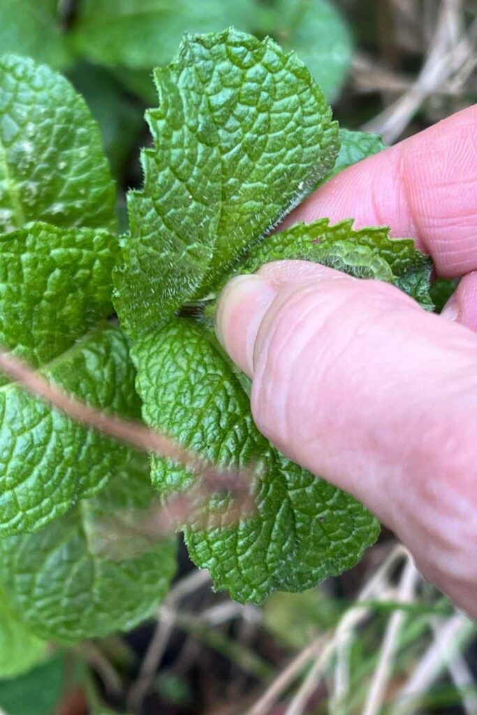 photo of thumb and forefinger pinching out the center of a mint shoot