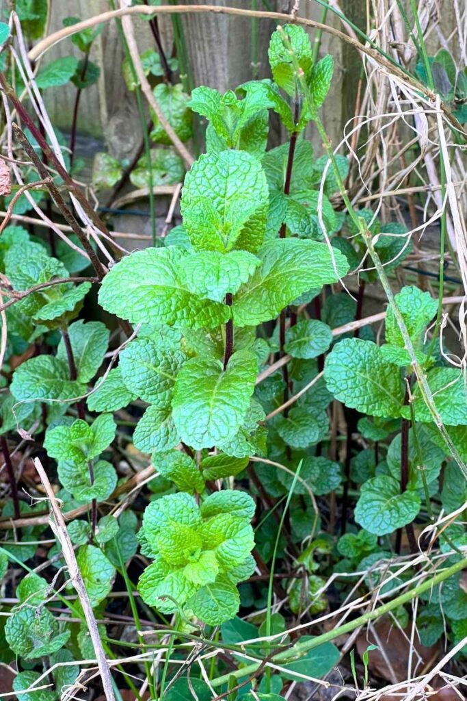 photo of mint growing in March