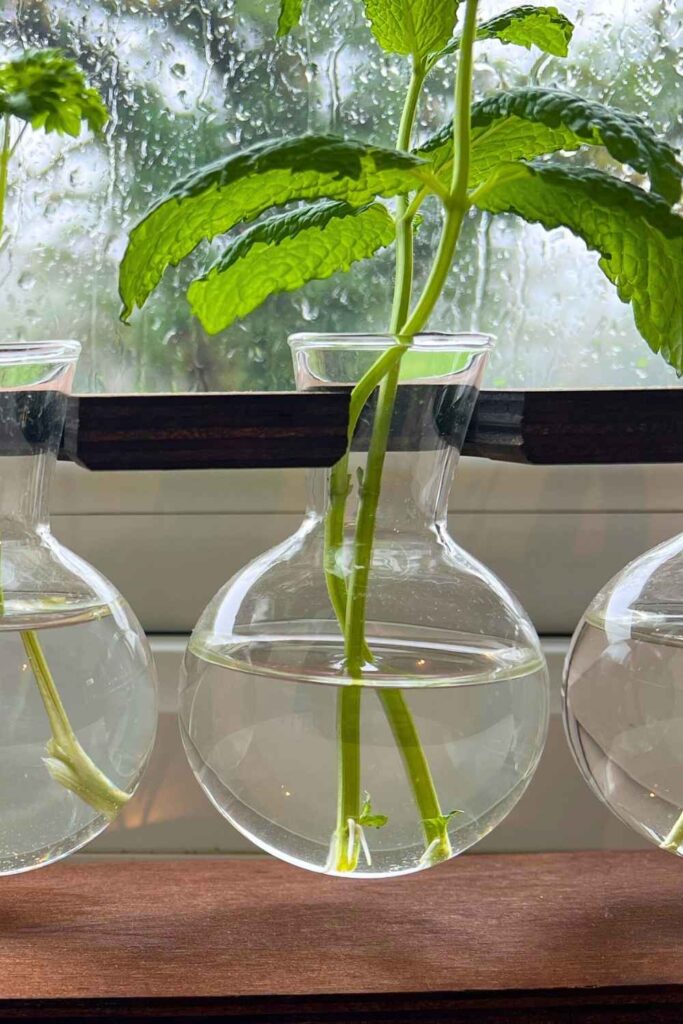 photo of mint shoots in water with roots on